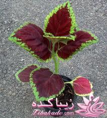 چه گلهايي را مشناسيم؟ 